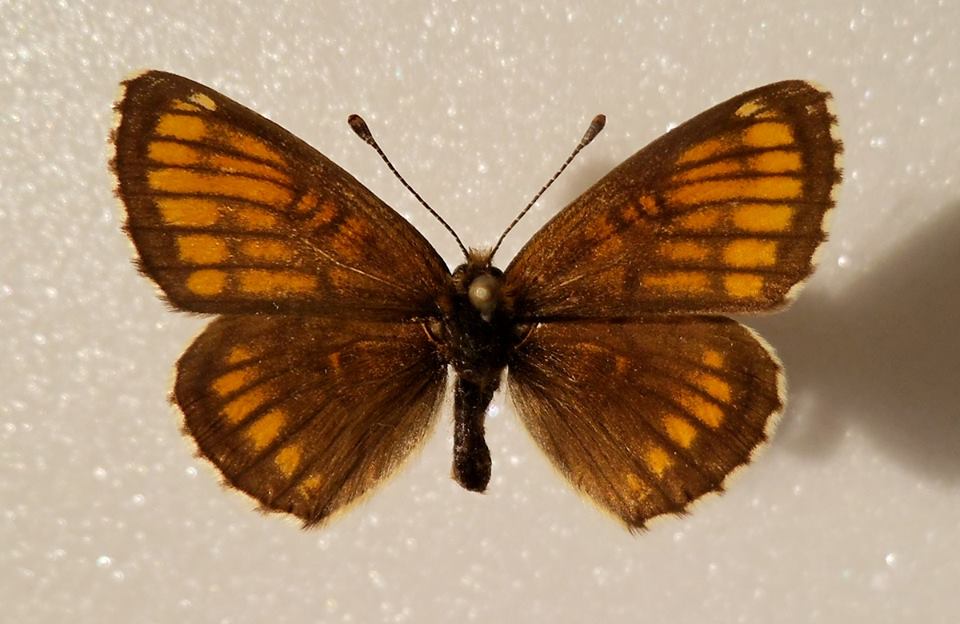 Melitaea athalia (aberrant, Lotoshinskyi distr., Moscow reg) (Internet Image property of respective owner, non-commercial use only)